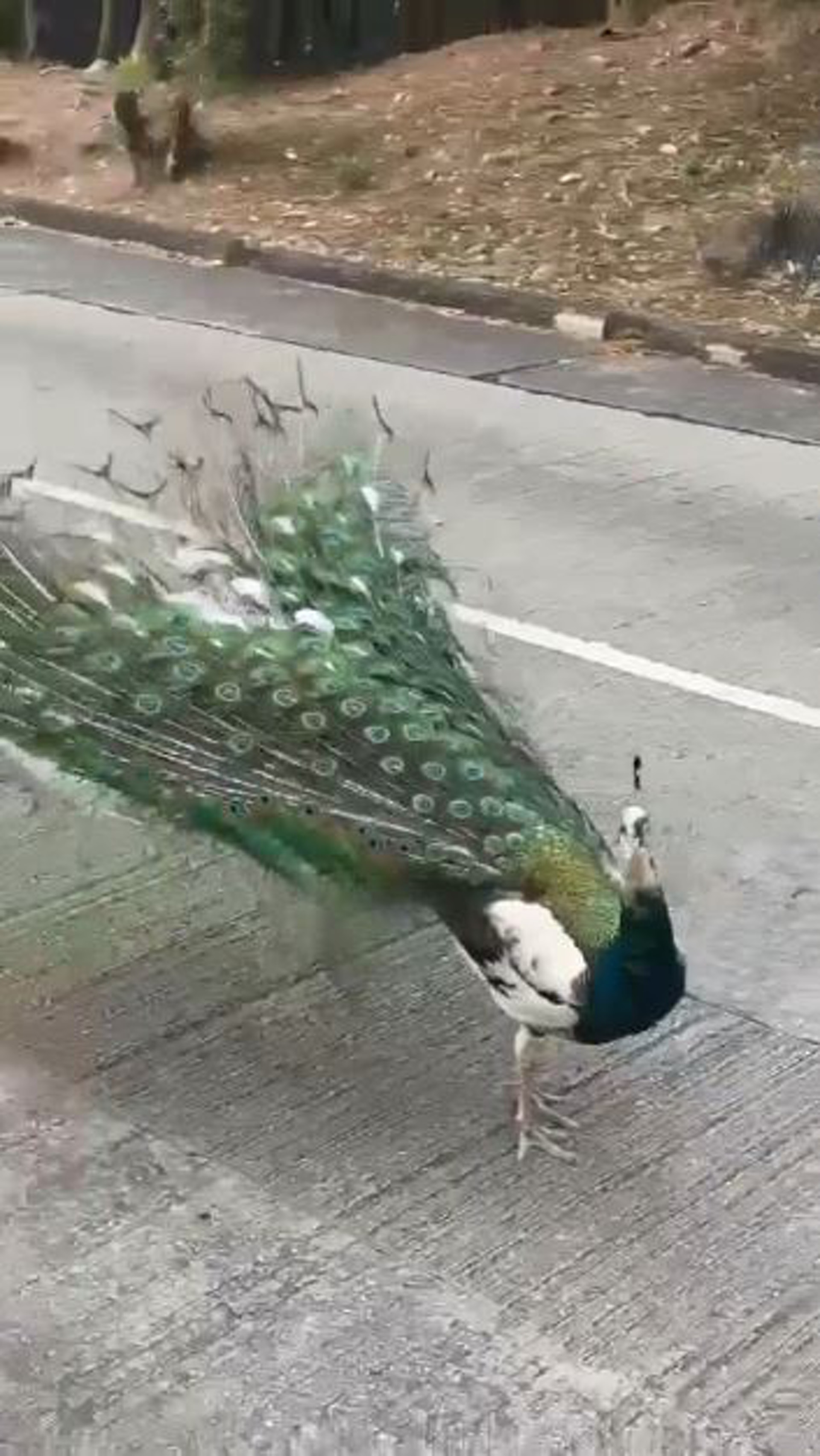大棠孔雀再現大搖大擺馬路開屏行山客爭相拍攝 大棠孔雀再現大搖大擺馬路開屏行山客爭相拍攝