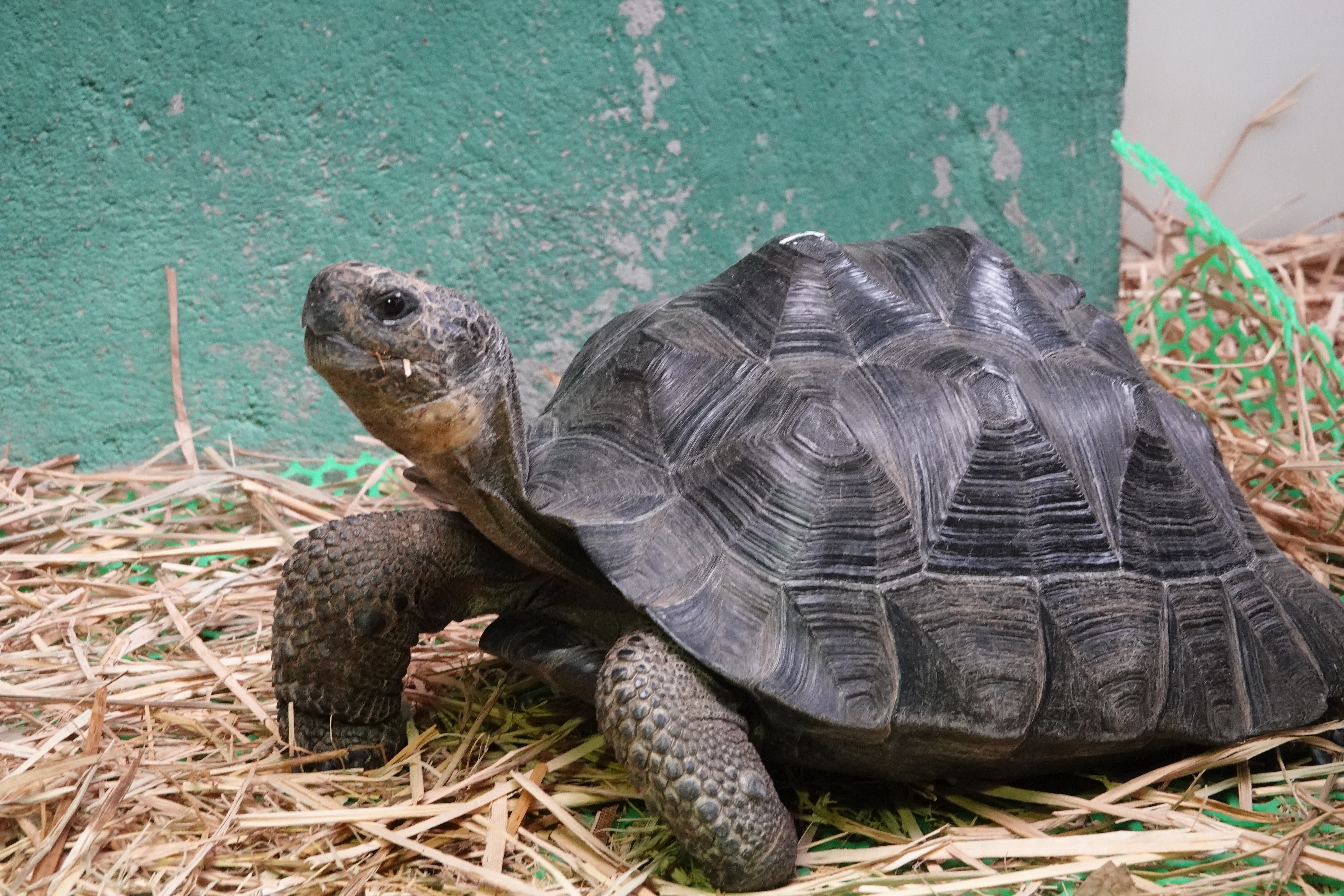 55 smuggled and endangered tortoises rescued - The Limited Times