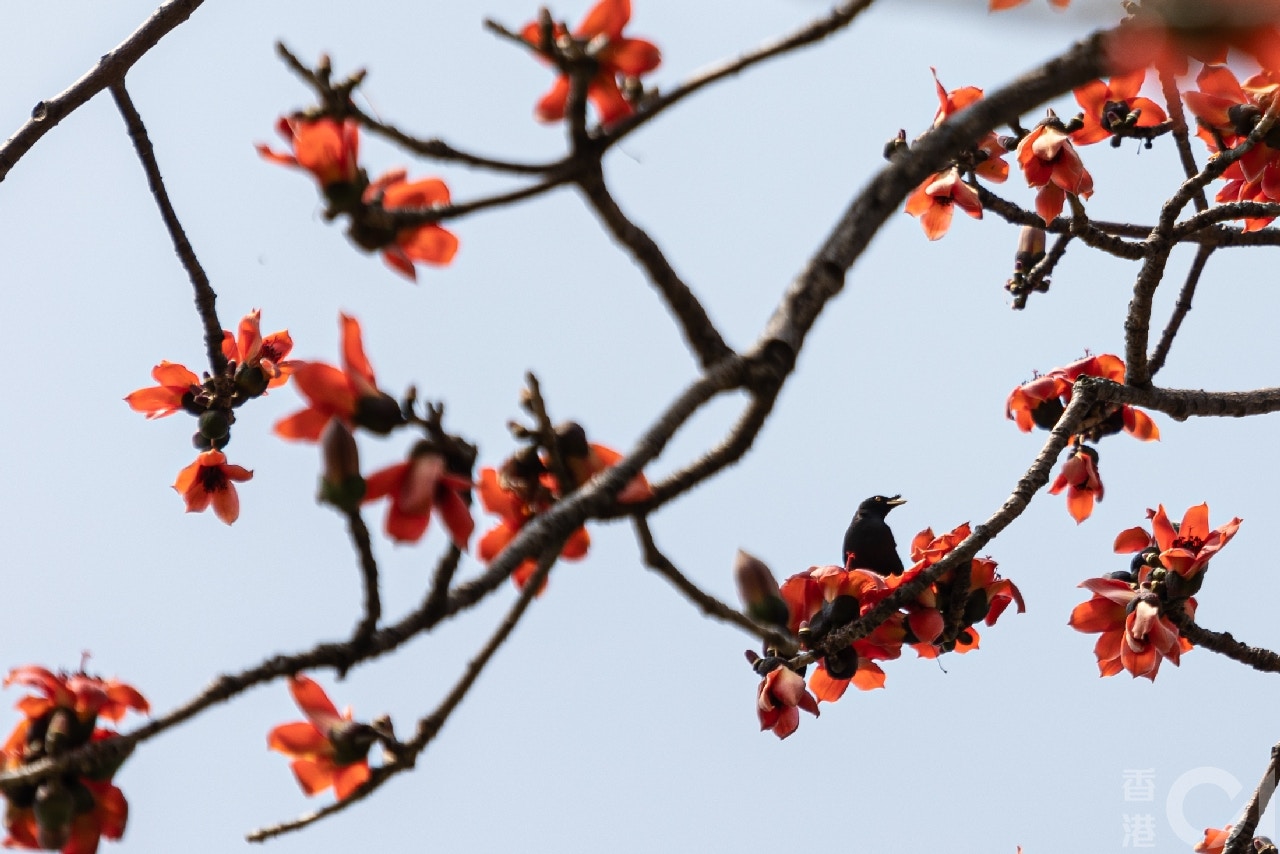 圖話 冬季遠去木棉花開樹上火紅花朵奪目