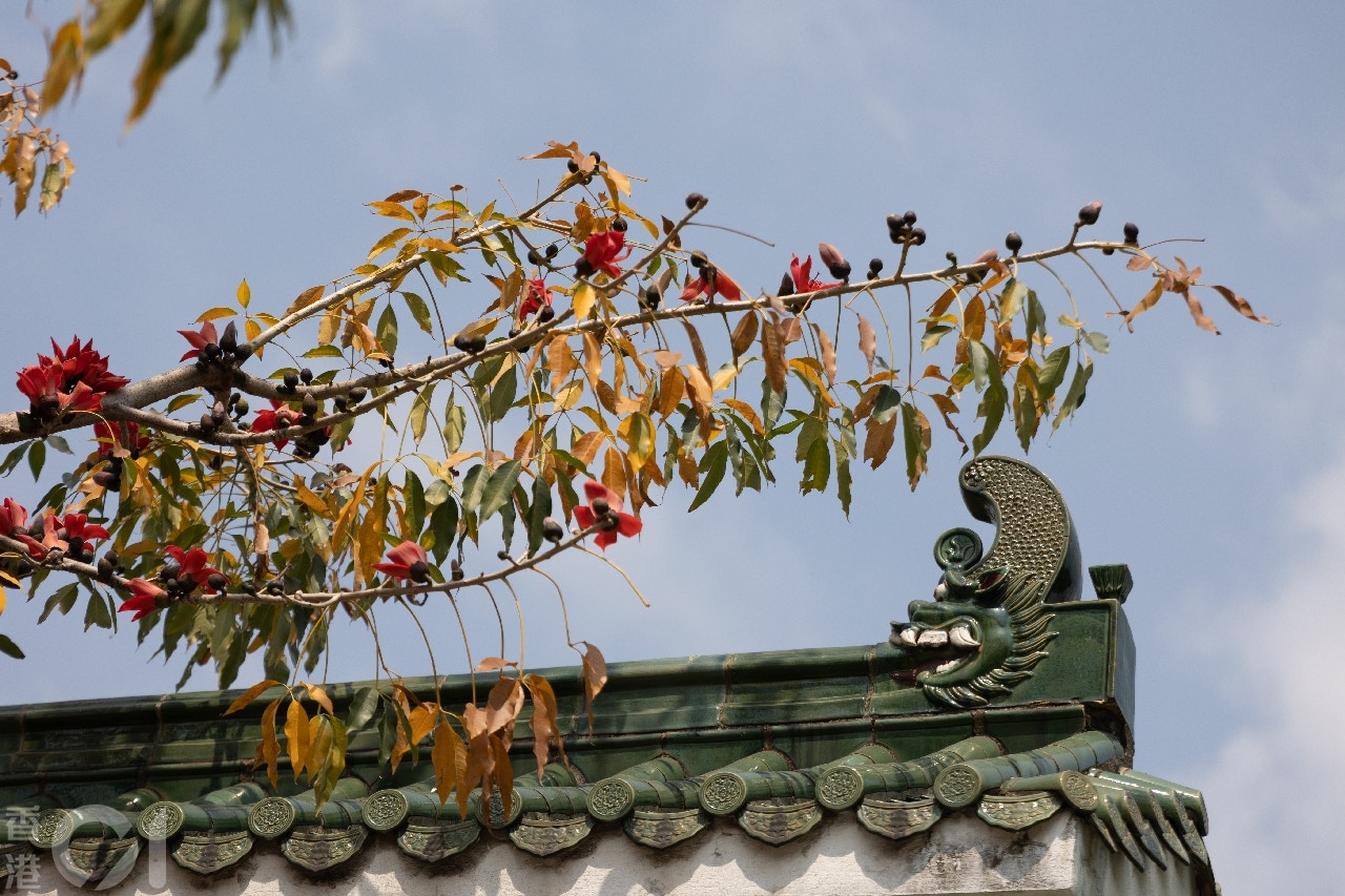 圖話 冬季遠去木棉花開樹上火紅花朵奪目