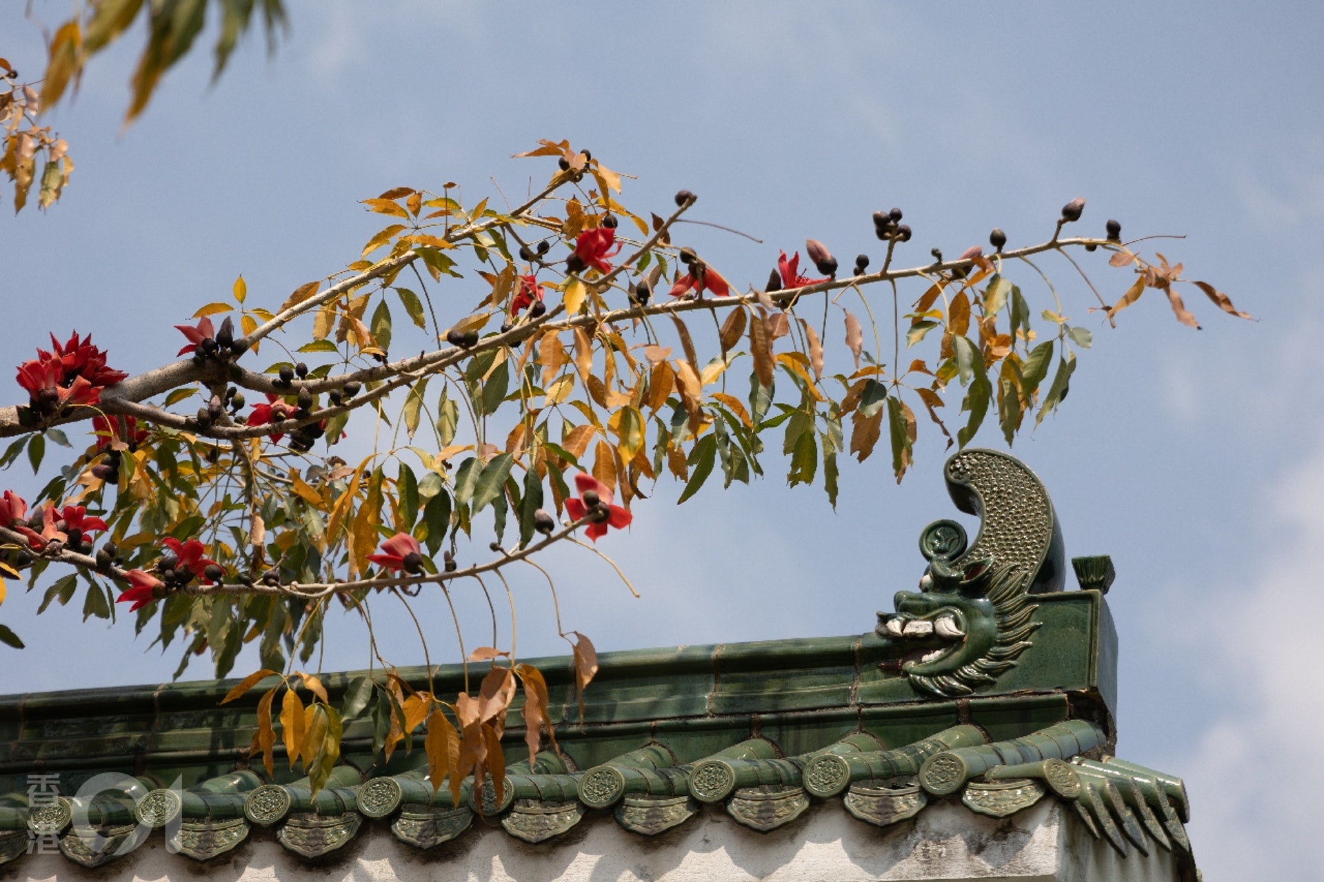 圖話 冬季遠去木棉花開樹上火紅花朵奪目 圖話 冬季遠去木棉花開樹上火紅花朵奪目
