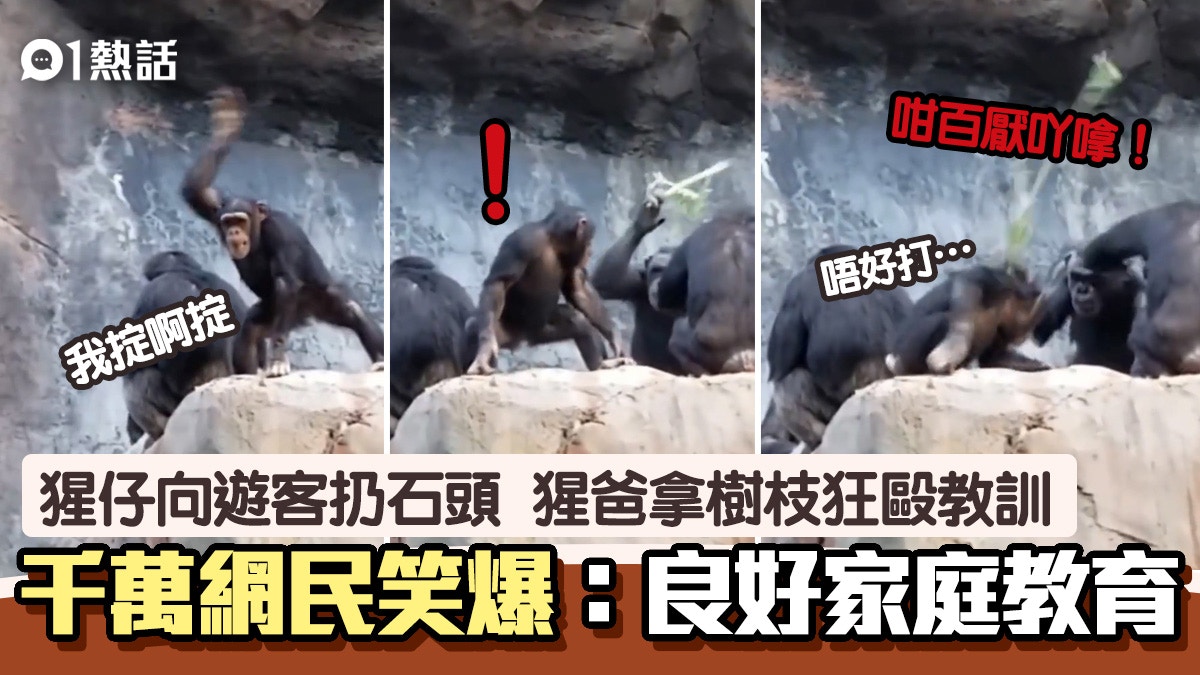 有片｜小猩猩向遊客扔石頭　遭猩爸擸樹枝狂毆教訓　結局笑爆網民