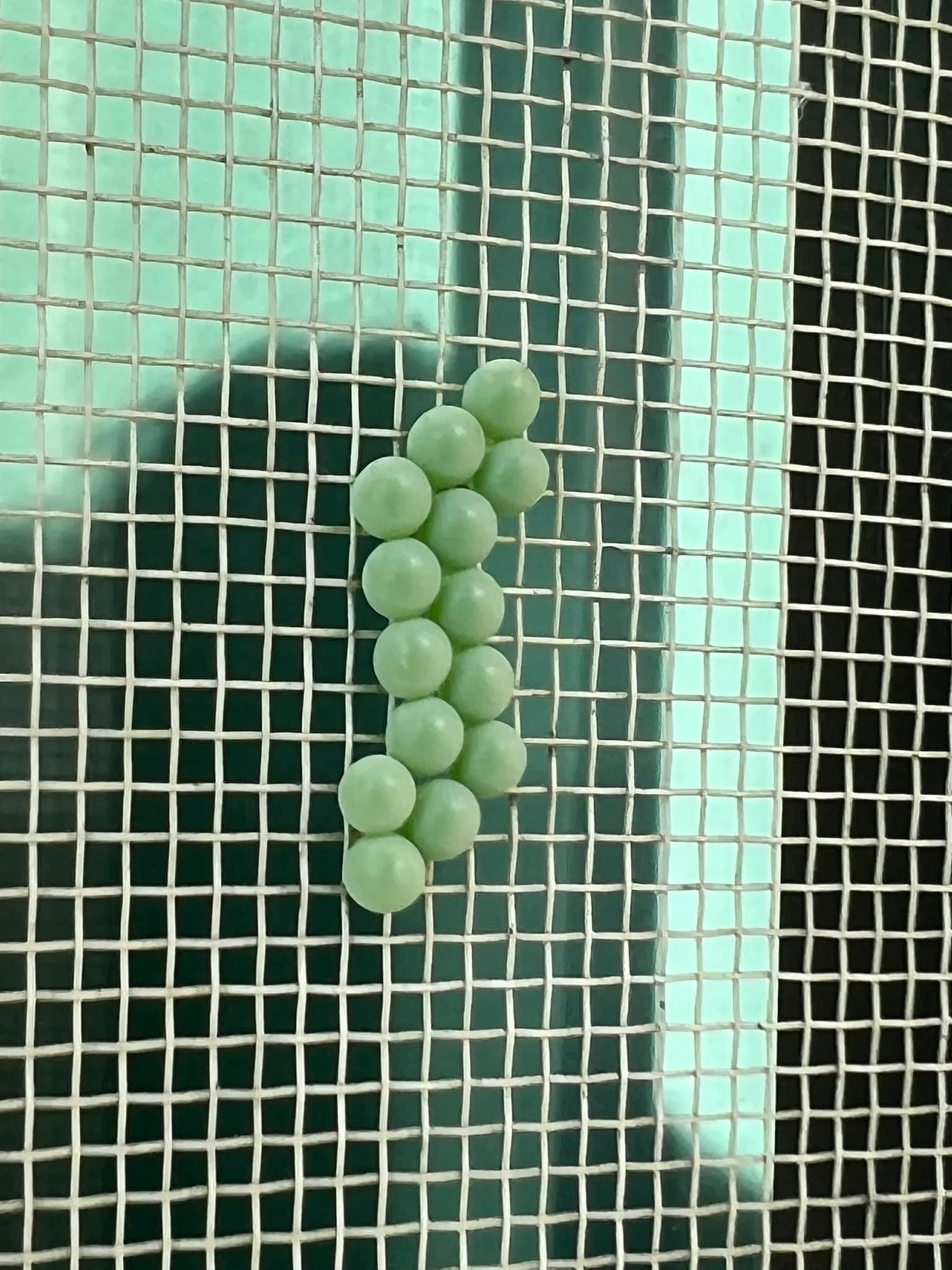 窗外驚現 麝香葡萄 網民警告咪掂 會皮膚潰爛 原來係恐怖蟲卵 窗外驚現 麝香葡萄 網民警告咪掂 會皮膚潰爛 原來係恐怖蟲卵