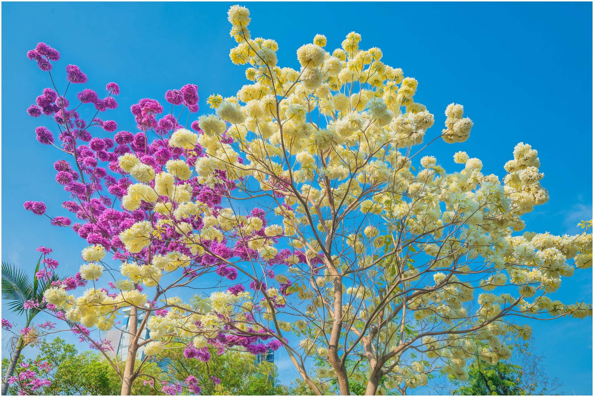 天水圍紅花風鈴木+白花風鈴木同時盛放！記者直擊超美紅白花球
