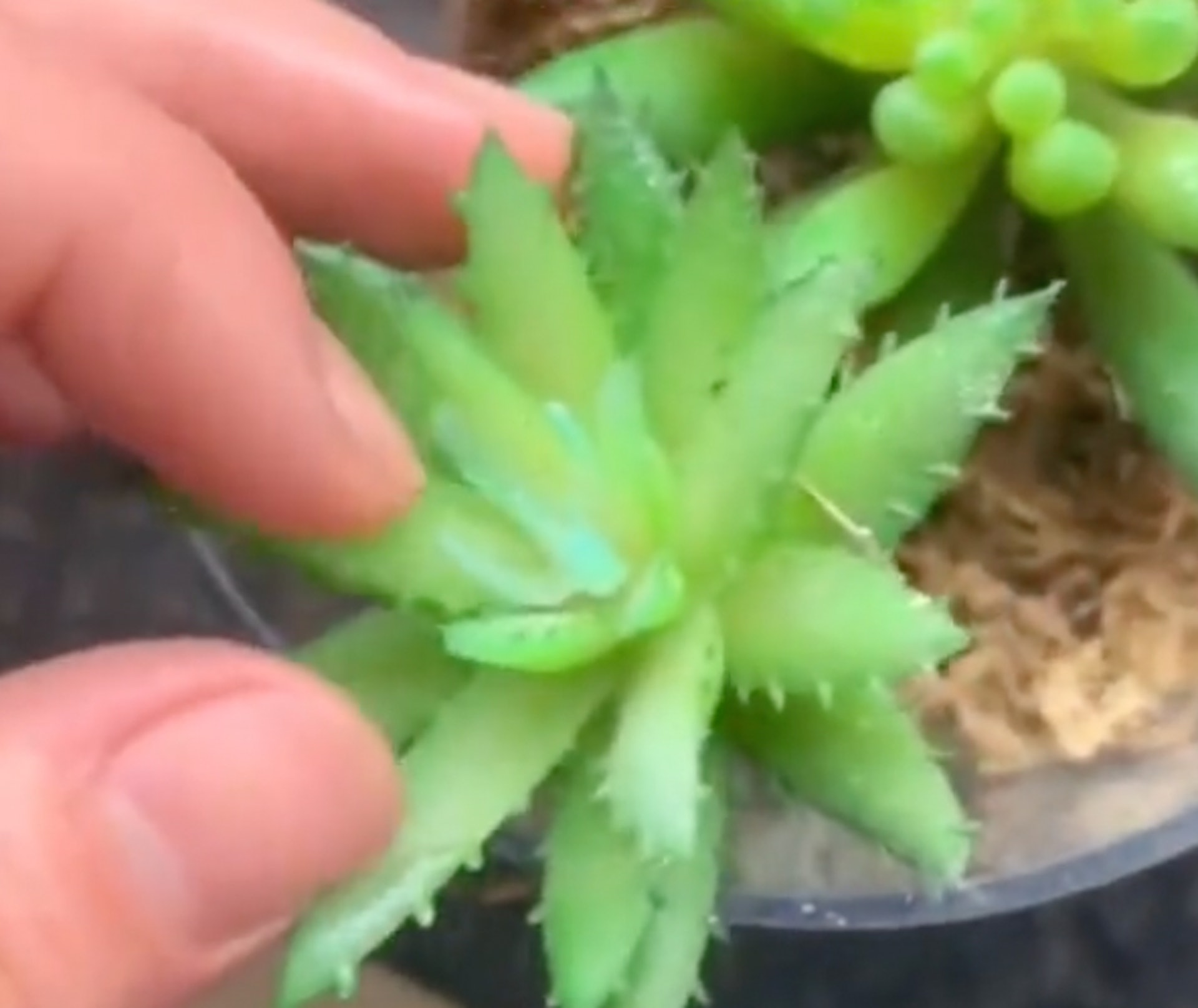 長沙女網購多肉植物悉心照料兩年無意間發現 竟是塑膠做的 長沙女網購多肉植物悉心照料兩年無意間發現 竟是塑膠做的