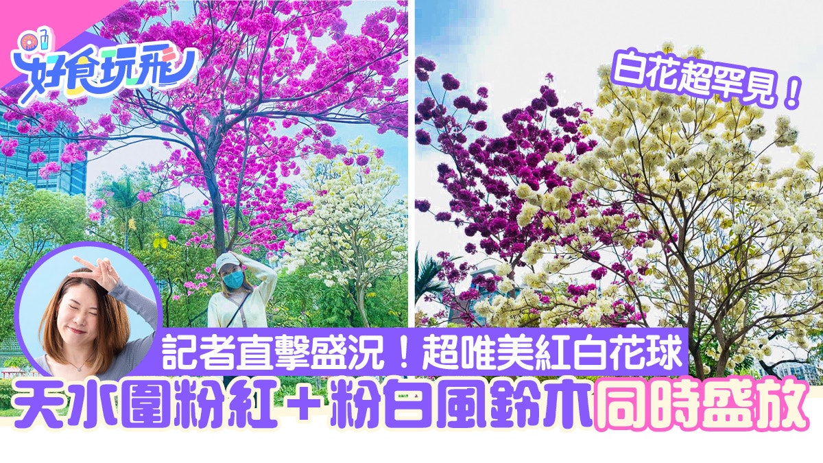 天水圍紅花風鈴木 白花風鈴木同時盛放 記者直擊超美紅白花球 天水圍紅花風鈴木 白花風鈴木同時盛放 記者直擊超美紅白花球