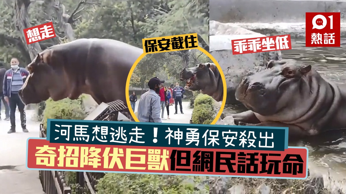 動物園河馬想逃走嚇壞遊客神勇保安 摸頭殺 擊退網民話玩命 動物園河馬想逃走嚇壞遊客神勇保安 摸頭殺 擊退網民話玩命