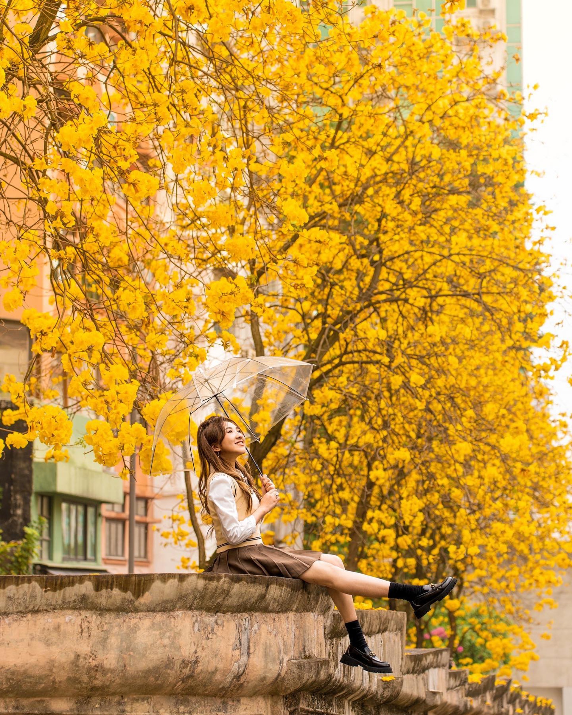 上環黃花風鈴木盛放超壯觀 半山儒林臺復古打卡位成金黃花海大道 上環黃花風鈴木盛放超壯觀 半山儒林臺復古打卡位成金黃花海大道