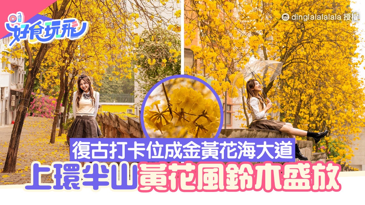 上環黃花風鈴木盛放超壯觀!半山儒林臺復古打卡位成金黃花海大道 上環黃花風鈴木盛放超壯觀!半山儒林臺復古打卡位成金黃花海大道