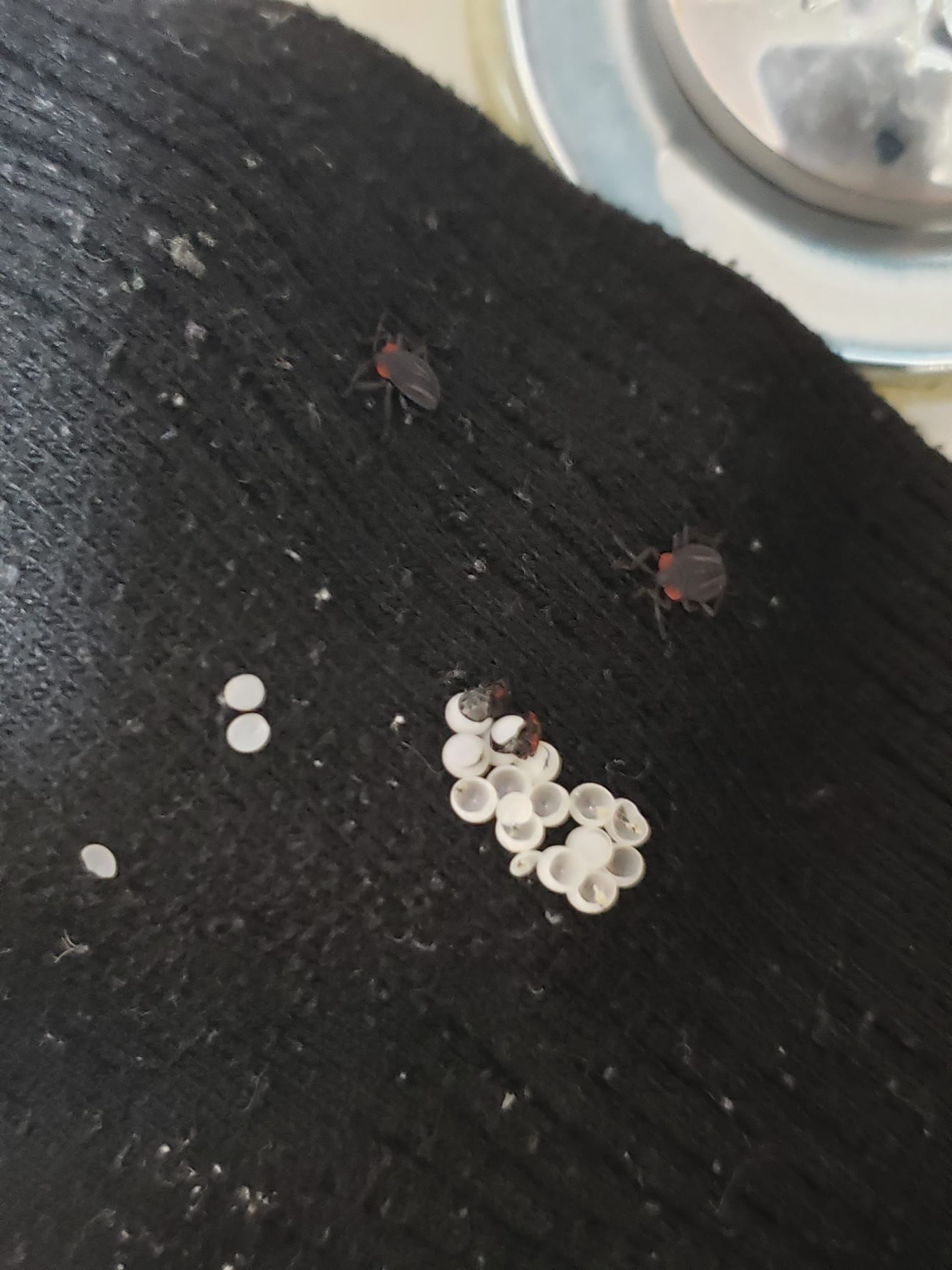 (讀者沈先生提供) (讀者沈先生提供)
