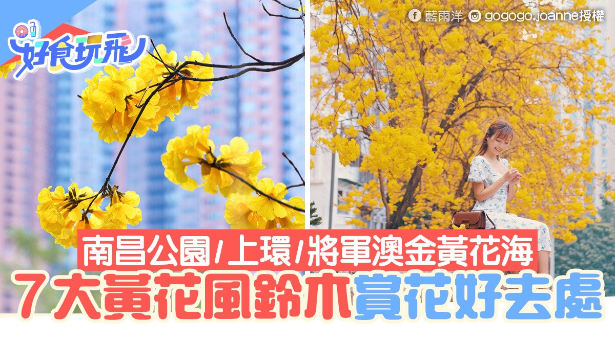 黃花風鈴木香港7大賞花地點 南昌公園/將軍澳/上環金黃花海大道 黃花風鈴木香港7大賞花地點 南昌公園/將軍澳/上環金黃花海大道