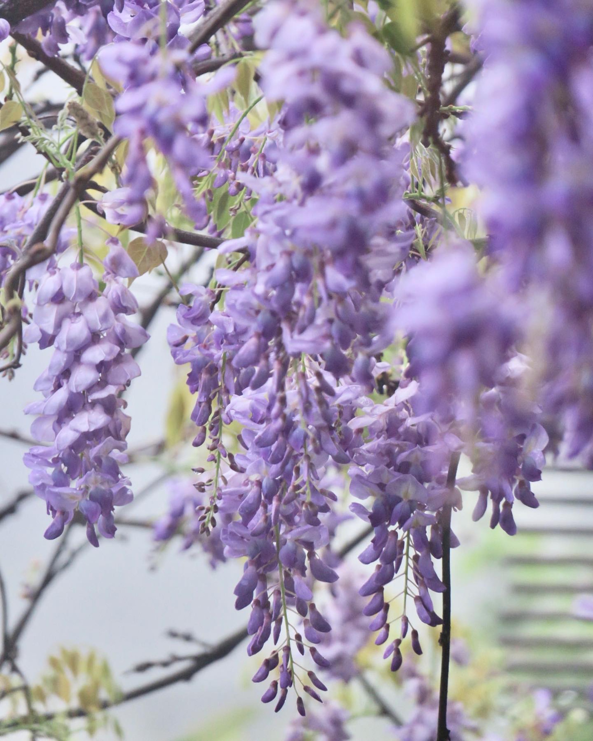 紫藤花香港 深井清快塘紫藤花盛放 紫藤花垂下成淡紫色花海 紫藤花香港 深井清快塘紫藤花盛放 紫藤花垂下成淡紫色花海