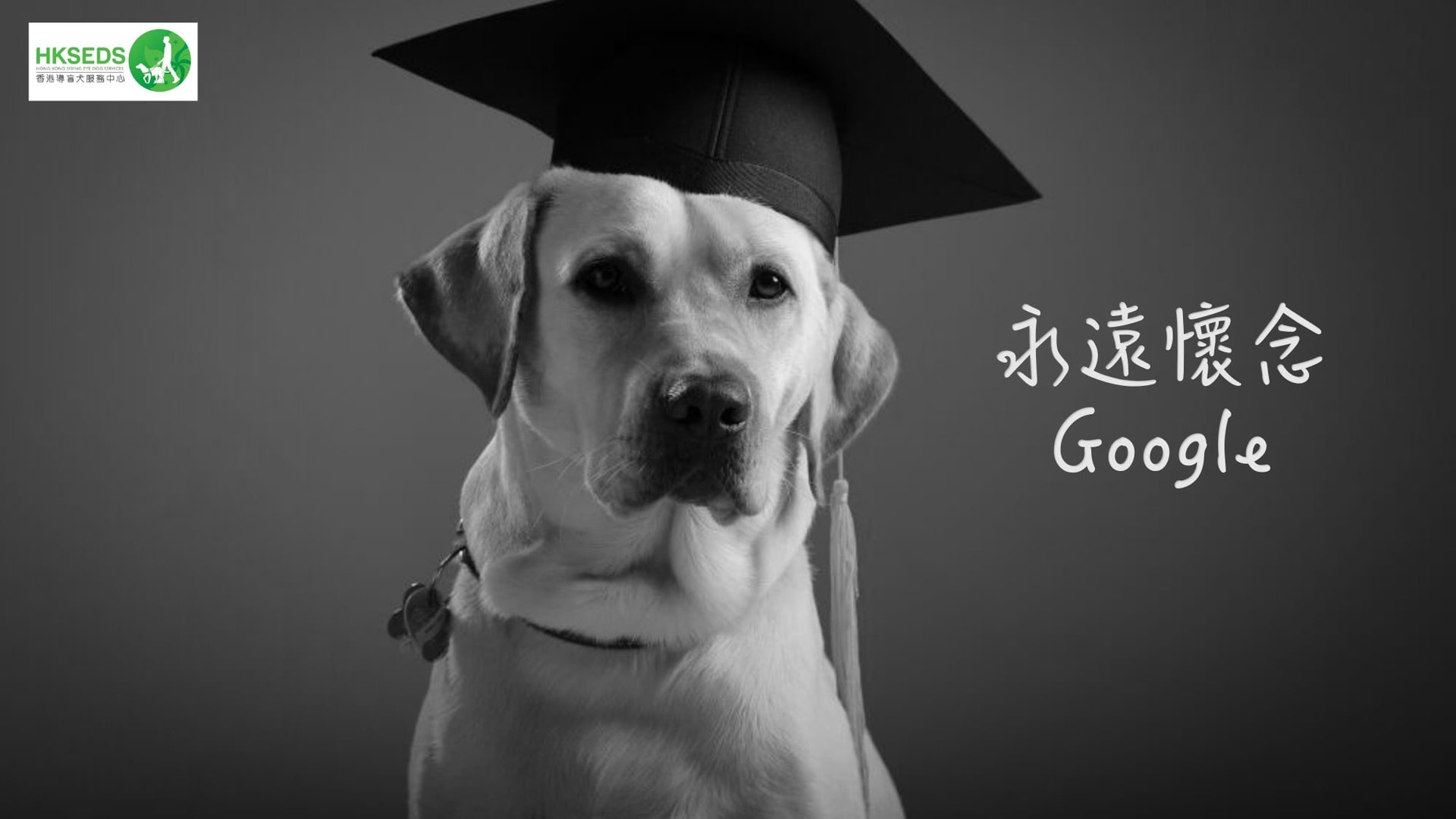 香港導盲犬服務中心在帖文表示,Google於11年前由台灣導盲犬協會捐贈,及後在2012年時從中心受訓成功畢業,正式成為導盲犬並成功與視障人士黃民釗(David)配對。(香港導盲犬服務中心Facebook) 香港導盲犬服務中心在帖文表示,Google於11年前由台灣導盲犬協會捐贈,及後在2012年時從中心受訓成功畢業,正式成為導盲犬並成功與視障人士黃民釗(David)配對。(香港導盲犬服務中心Facebook)