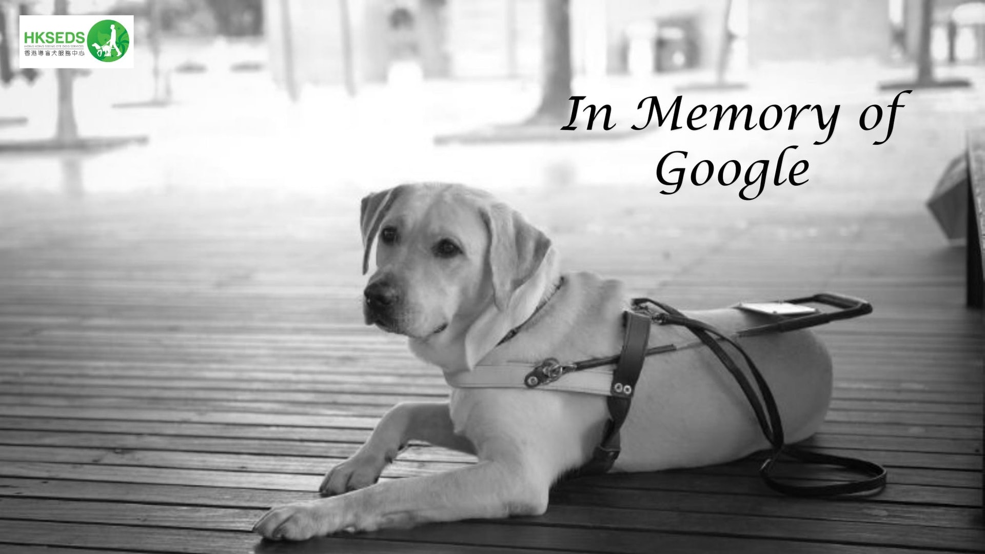 香港導盲犬服務中心在帖文表示，Google於11年前由台灣導盲犬協會捐贈，及後在2012年時從中心受訓成功畢業，正式成為導盲犬並成功與視障人士黃民釗（David）配對。（香港導盲犬服務中心Facebook）
