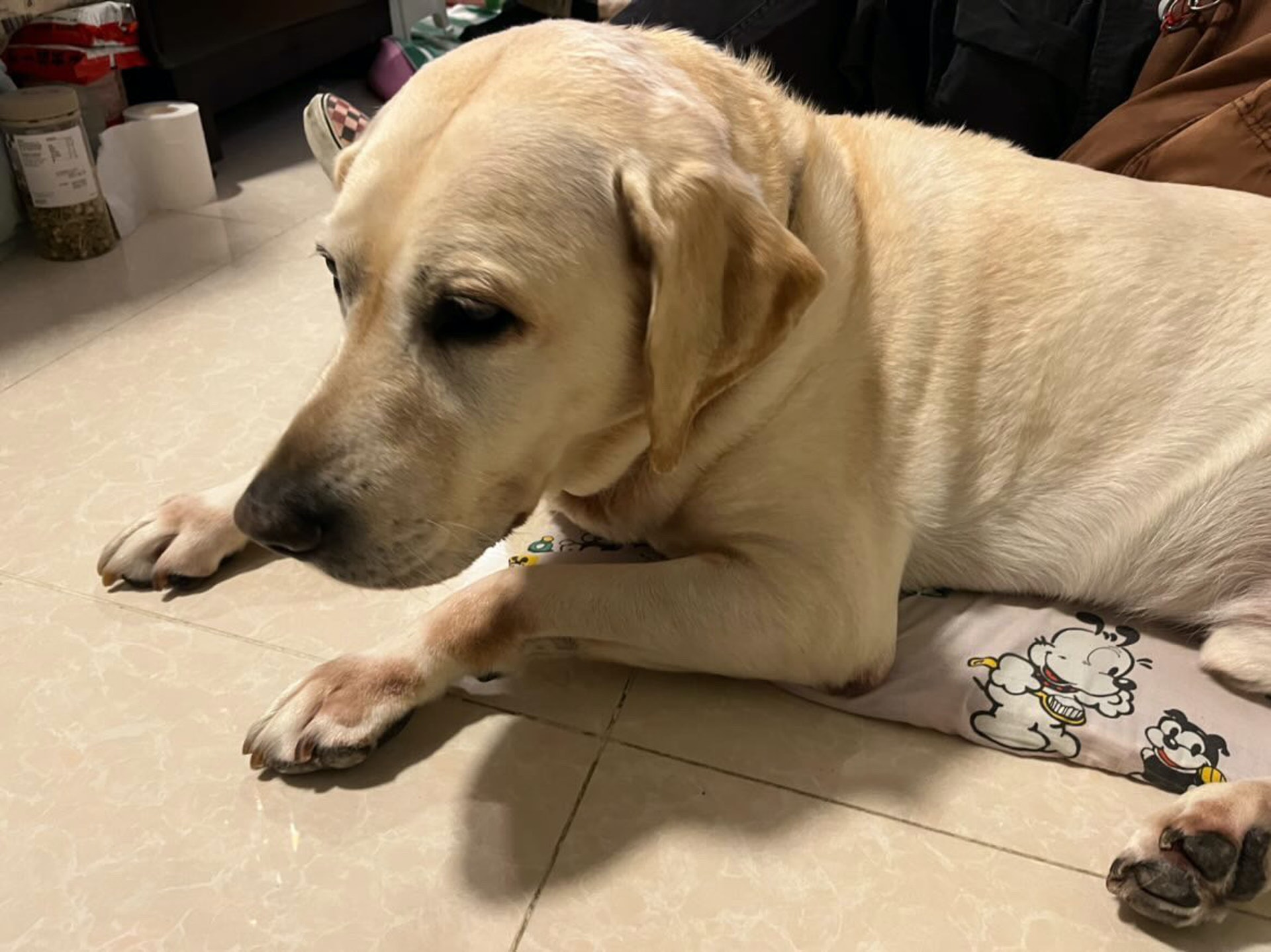 黃民釗表示,過去兩年Google生活如常,但在本月病情明顯惡化,有食慾不振、下身出現腹水等情況,他們每星期都帶Google到診所針灸和抽腹水。(黎倩婷攝) 黃民釗表示,過去兩年Google生活如常,但在本月病情明顯惡化,有食慾不振、下身出現腹水等情況,他們每星期都帶Google到診所針灸和抽腹水。(黎倩婷攝)