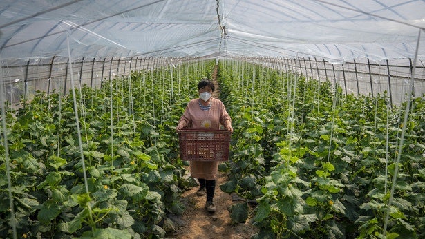 上海封城|市民稱吃不到菜 浦東農戶嘆菜有的是但運不出只能爛掉 上海封城|市民稱吃不到菜 浦東農戶嘆菜有的是但運不出只能爛掉