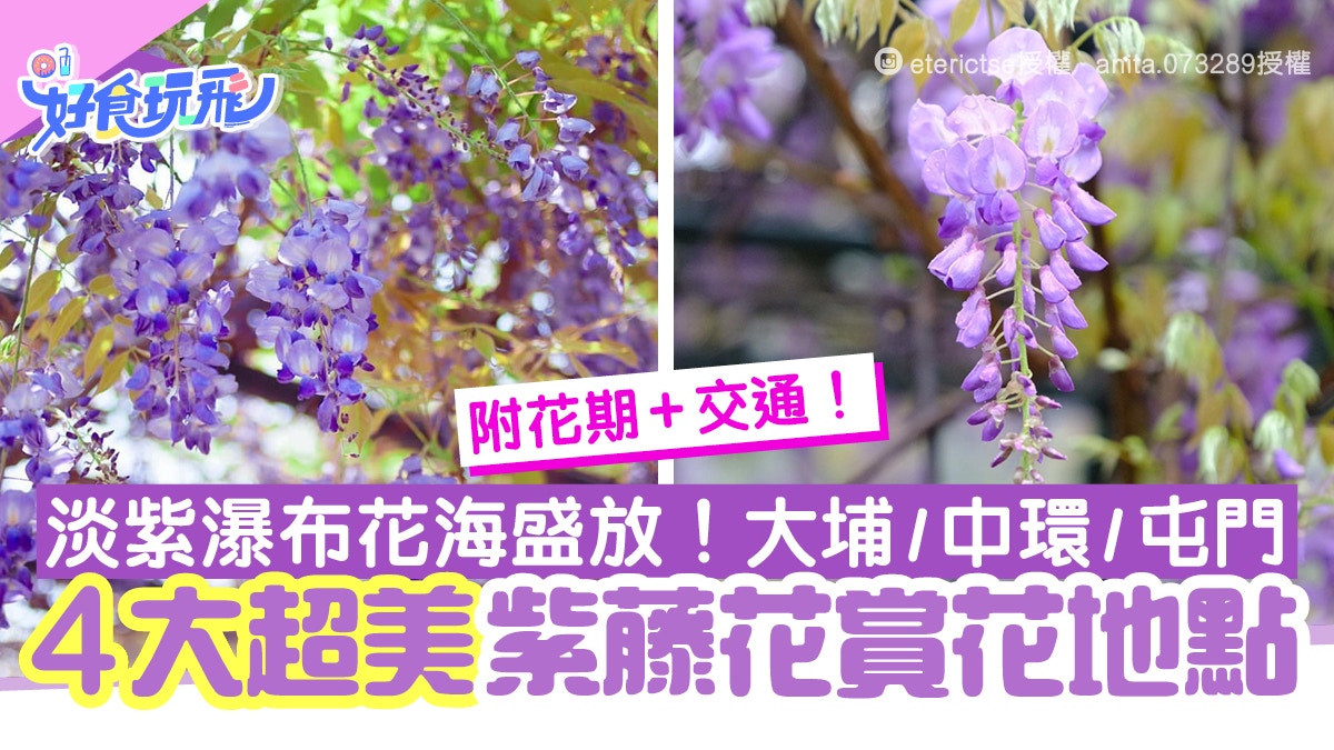 香港賞花好去處22 7大夏天花海花期 地點交通必去信芯園向日葵