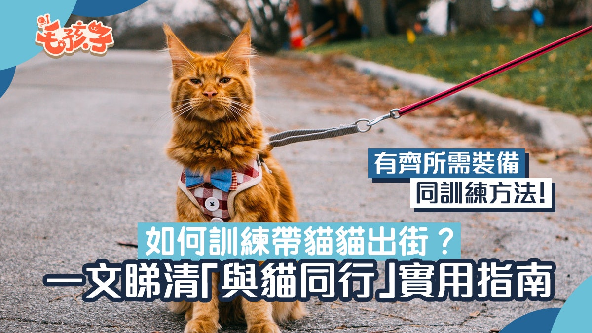 帶貓咪外出實用技巧 從裝備到訓練 行為訓練師教你安全遛貓 帶貓咪外出實用技巧 從裝備到訓練 行為訓練師教你安全遛貓