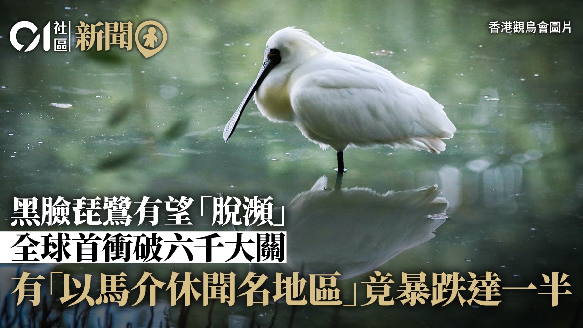 后海灣黑臉琵鷺數量升一成全球首衝破六千大關澳門暴跌成警號