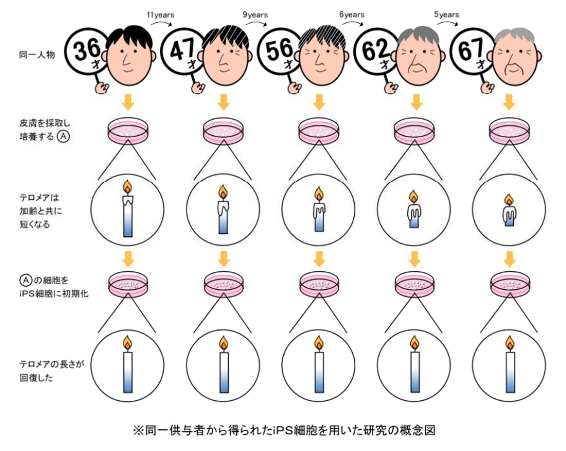 經30多年追蹤同一對象,抽取其皮膚細胞,發現iPS細胞有效令一名67歲男性的皮膚細胞能力回復到等同36歲時的狀態。(KOSE) 經30多年追蹤同一對象,抽取其皮膚細胞,發現iPS細胞有效令一名67歲男性的皮膚細胞能力回復到等同36歲時的狀態。(KOSE)