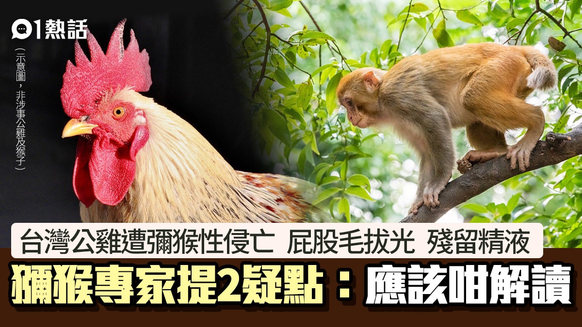 公雞遭獼猴性侵亡屁毛拔光留精液台專家提2疑點 應咁解讀 公雞遭獼猴性侵亡屁毛拔光留精液台專家提2疑點 應咁解讀