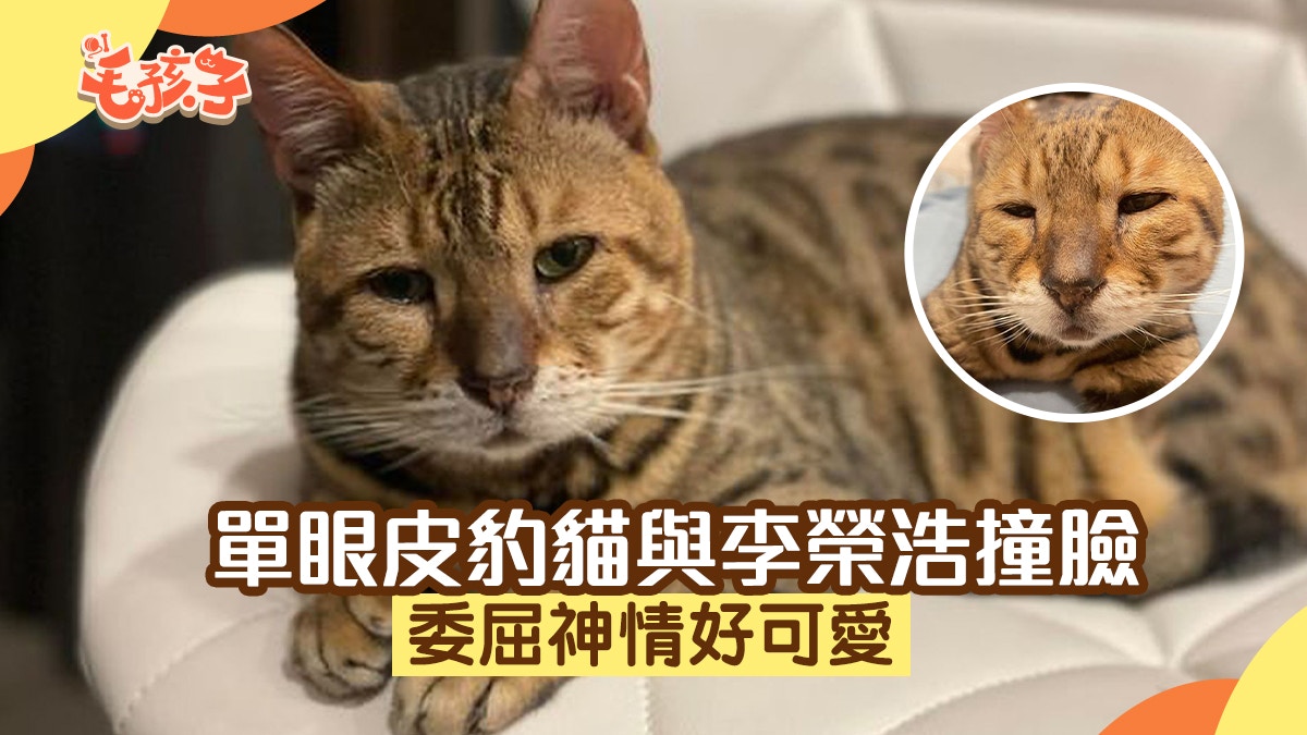 單眼皮豹貓天生與李榮浩撞臉網民同情心氾濫：好委屈好可愛