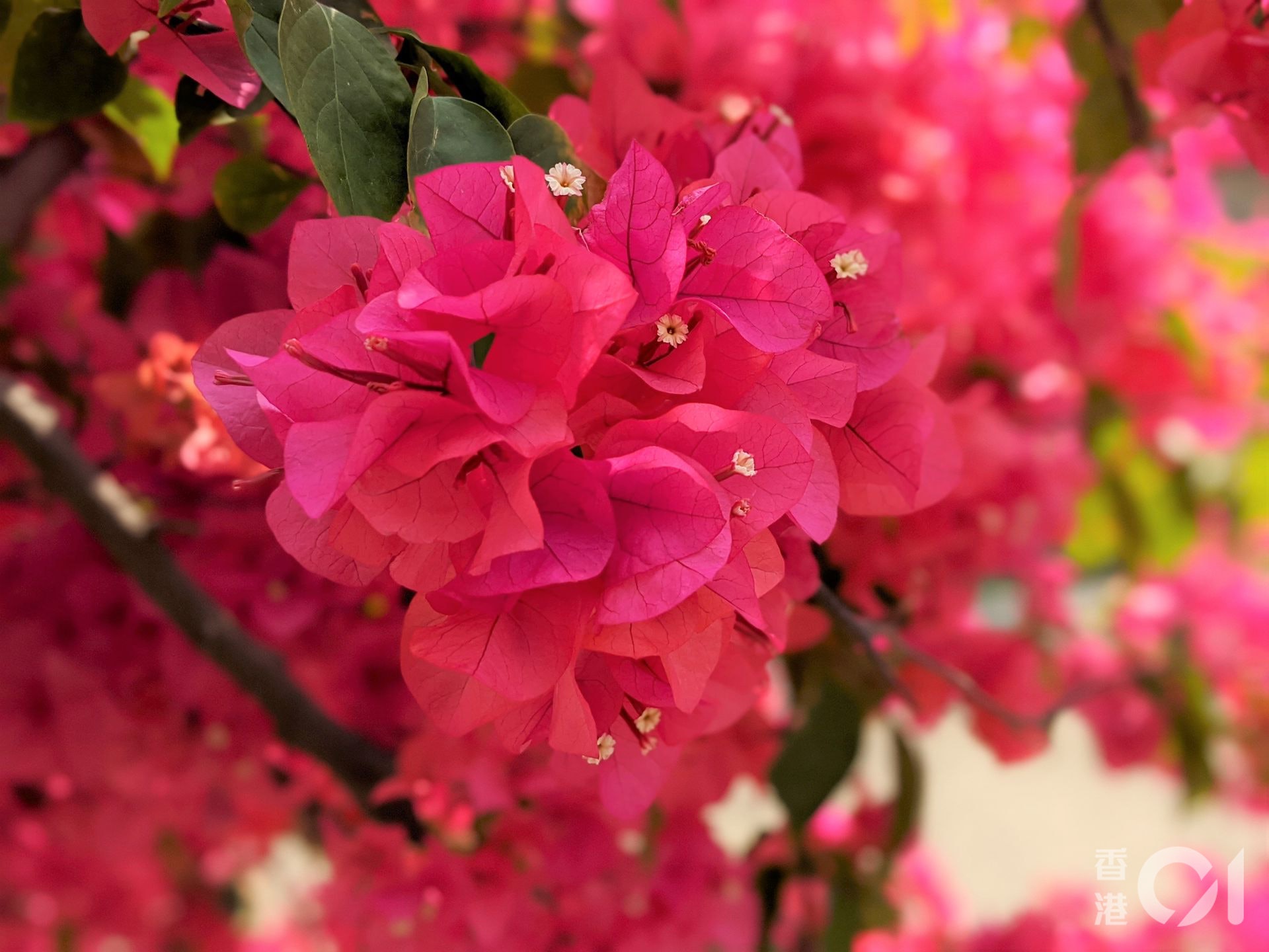 簕杜鵑香港 5大簕杜鵑賞花好去處長沙灣花隧道 屯門花海瀑布 簕杜鵑香港 5大簕杜鵑賞花好去處長沙灣花隧道 屯門花海瀑布