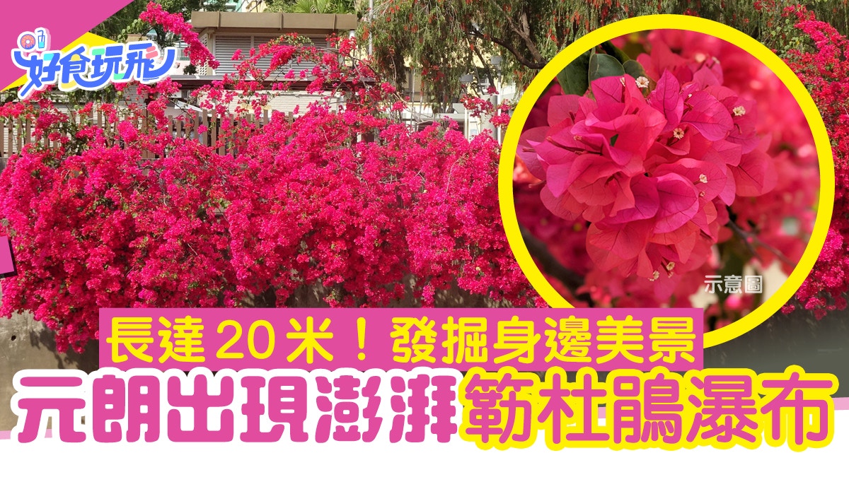元朗簕杜鵑瀑布 澎湃桃紅花海長達20米 踏入春季搖身變成花海美景