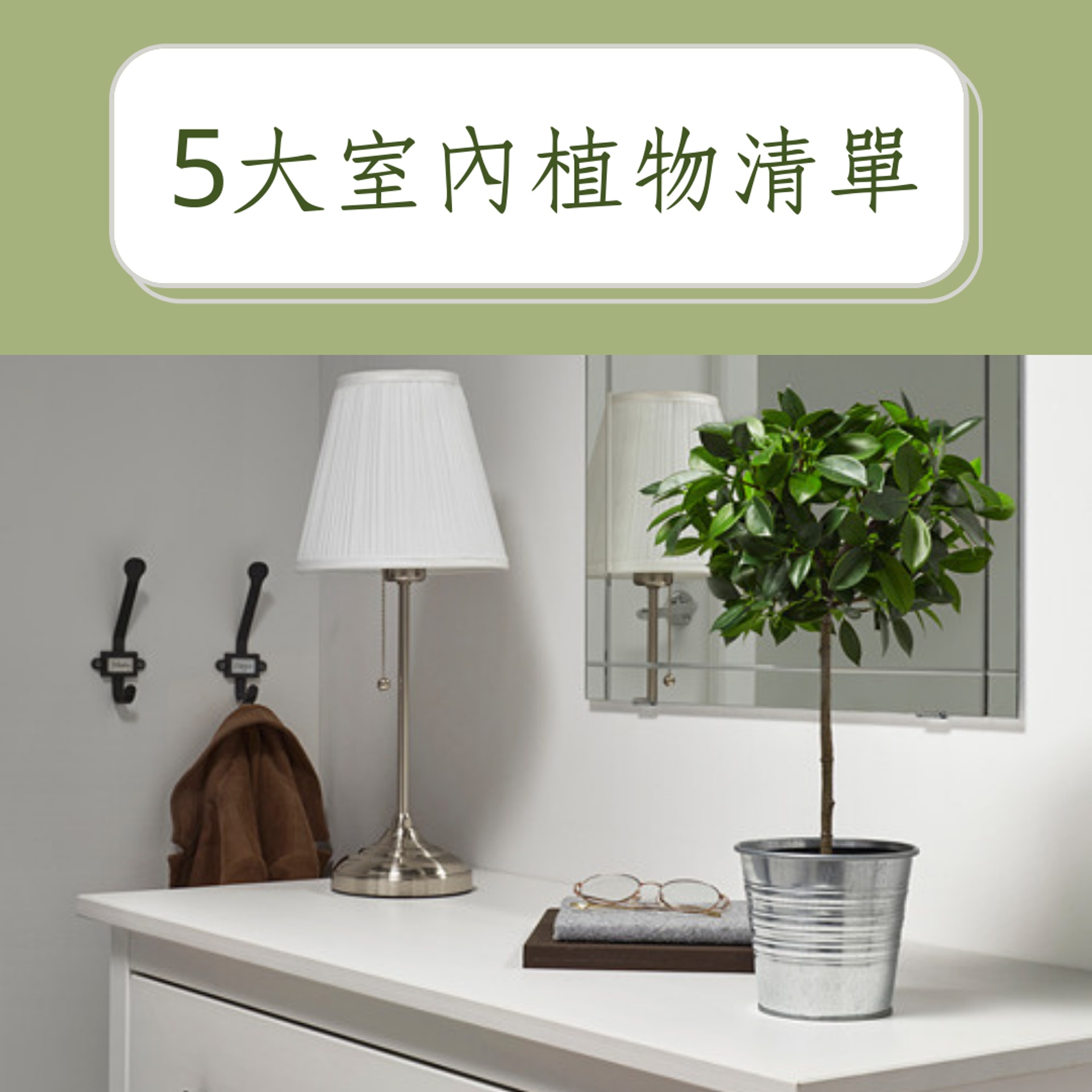 室內設計 特選5大室內植物多肉盆栽細小超治癒哪種添好運 室內設計 特選5大室內植物多肉盆栽細小超治癒哪種添好運