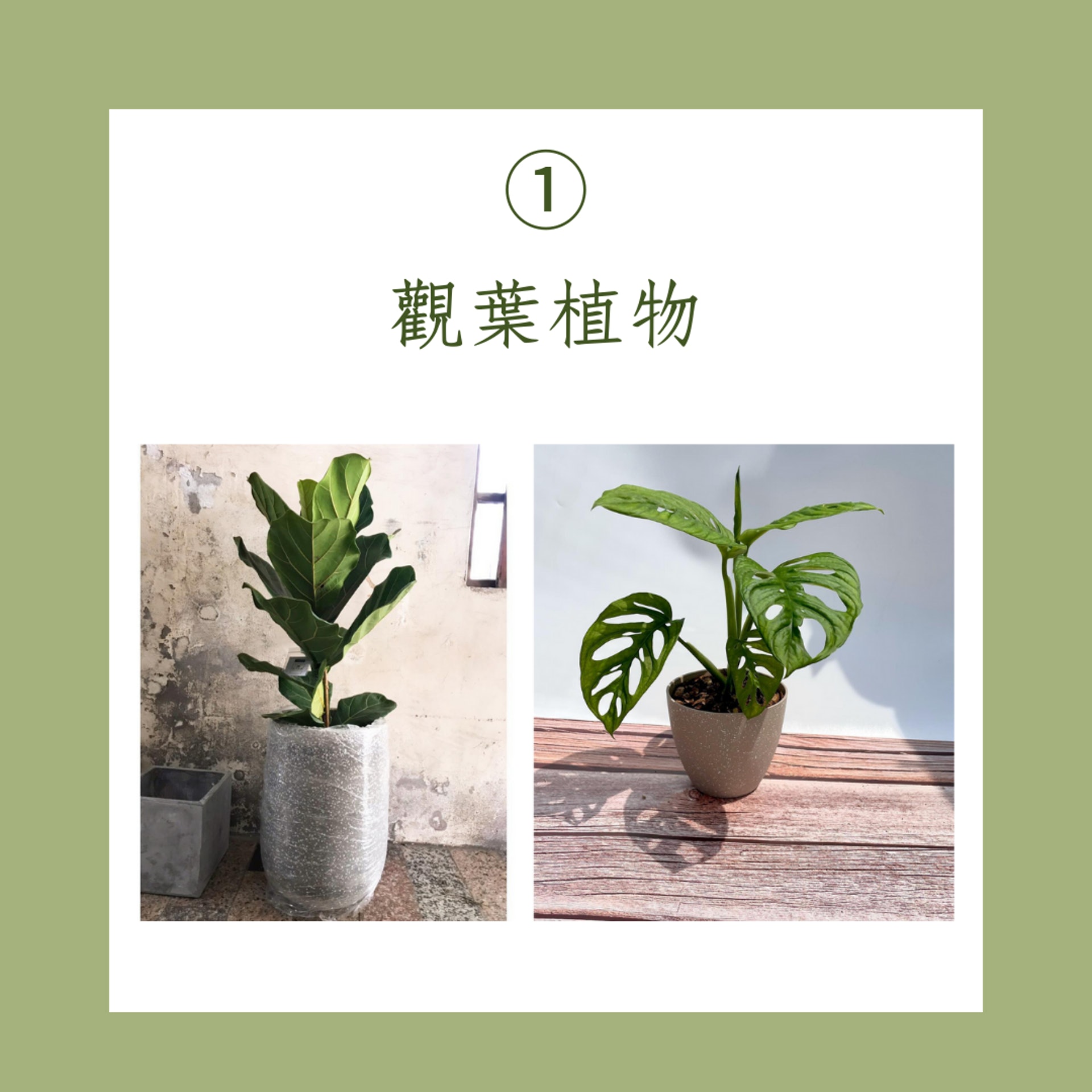 5大室內植物清單(IG@annei_gardening、ab_dumbcat_0205;01製圖) 5大室內植物清單(IG@annei_gardening、ab_dumbcat_0205;01製圖)