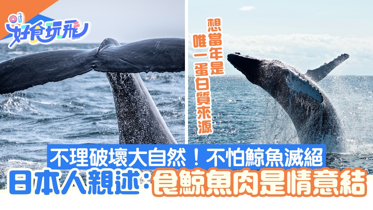 日本捕鯨文化｜鯨魚肉仍是學校午餐餸菜老年人兒時最美味記憶