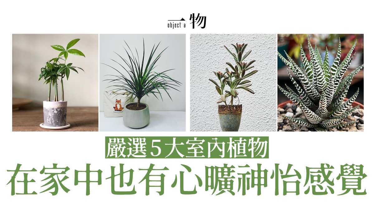 室內設計 特選5大室內植物多肉盆栽細小超治癒哪種添好運 室內設計 特選5大室內植物多肉盆栽細小超治癒哪種添好運