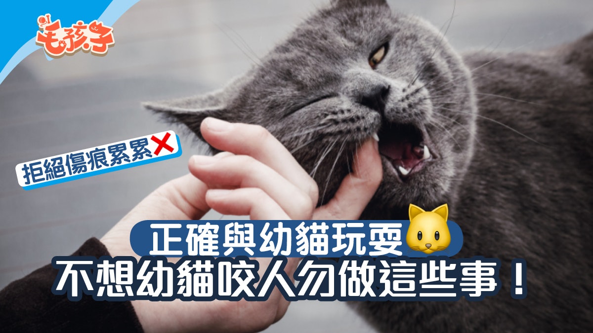 幼貓精力旺盛愛咬人送你逗貓秘訣令幼貓咬人的3大ng行為勿做 幼貓精力旺盛愛咬人送你逗貓秘訣令幼貓咬人的3大ng行為勿做