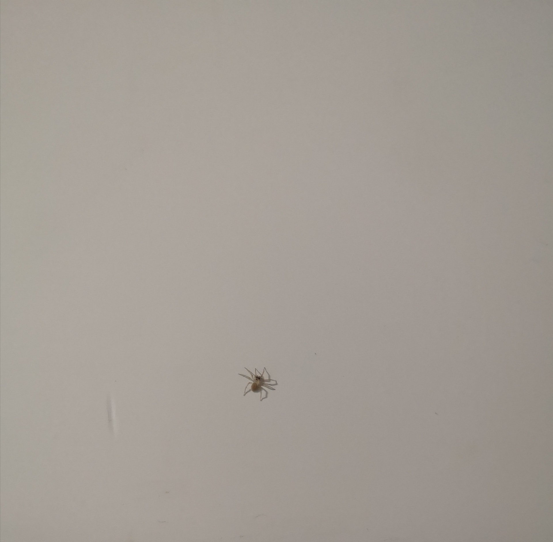 張敬軒家中驚現 手板咁大隻 蜘蛛專家指遇到類似情況可以咁做 張敬軒家中驚現 手板咁大隻 蜘蛛專家指遇到類似情況可以咁做