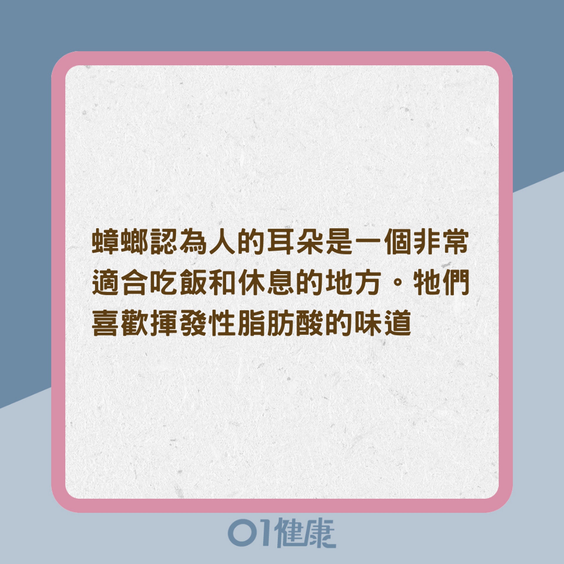 為什麼蟑螂總喜歡爬到人的耳朵裡?該如何處理?(01製圖) 為什麼蟑螂總喜歡爬到人的耳朵裡?該如何處理?(01製圖)