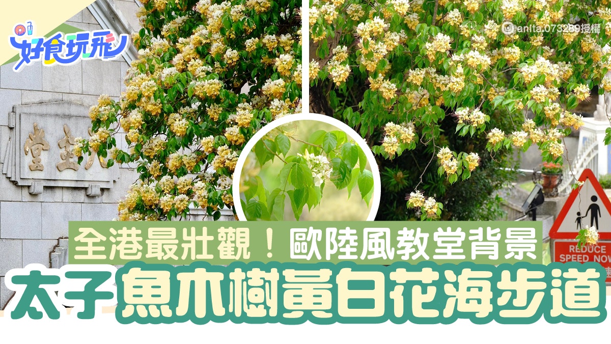 太子魚木樹盛放 全港最壯觀賞花步道黃白花海 歐陸風教堂背景