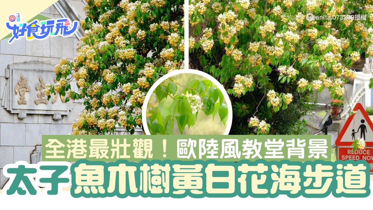 太子魚木樹盛放 全港最壯觀賞花步道黃白花海 歐陸風教堂背景 太子魚木樹盛放 全港最壯觀賞花步道黃白花海 歐陸風教堂背景