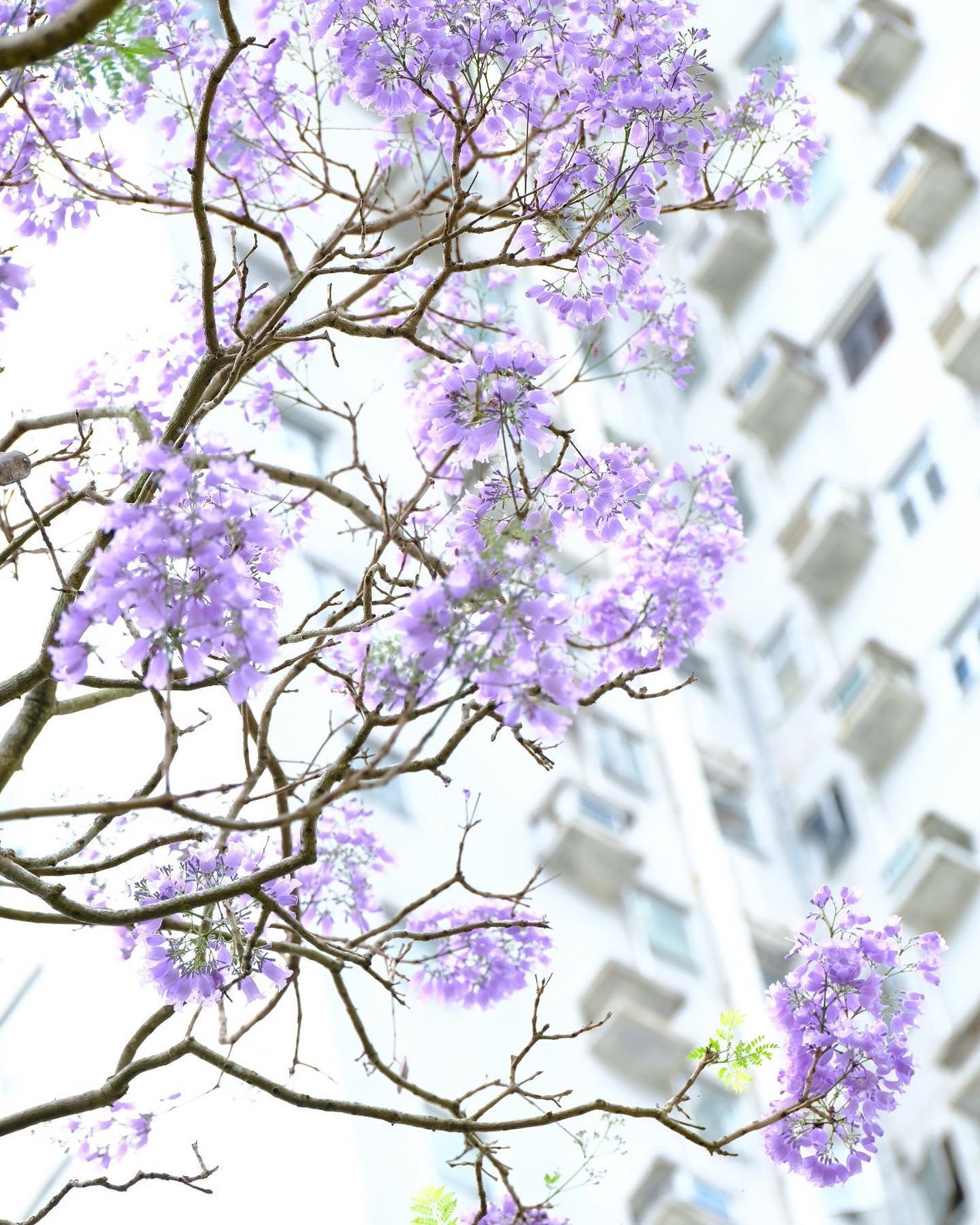 藍花楹香港 將軍澳藍花楹盛放 淡紫風鈴花海超唯美 賞花好去處