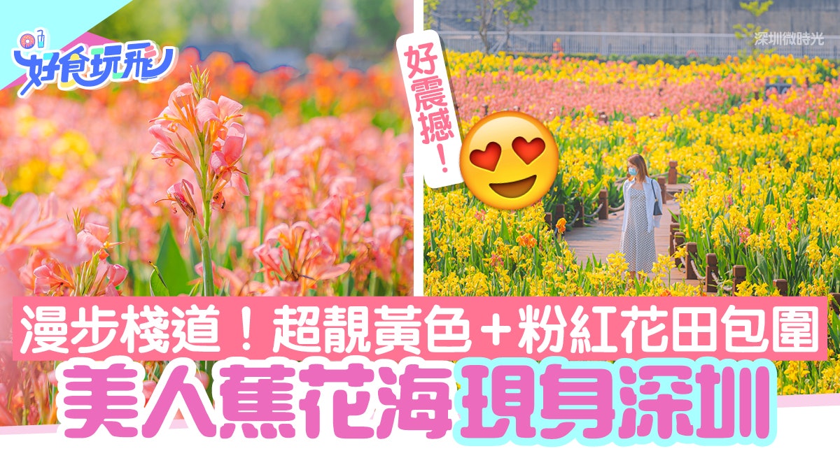 美人蕉花海現身深圳 漫步棧道享受黃色加粉紅花田包圍震撼 美人蕉花海現身深圳 漫步棧道享受黃色加粉紅花田包圍震撼