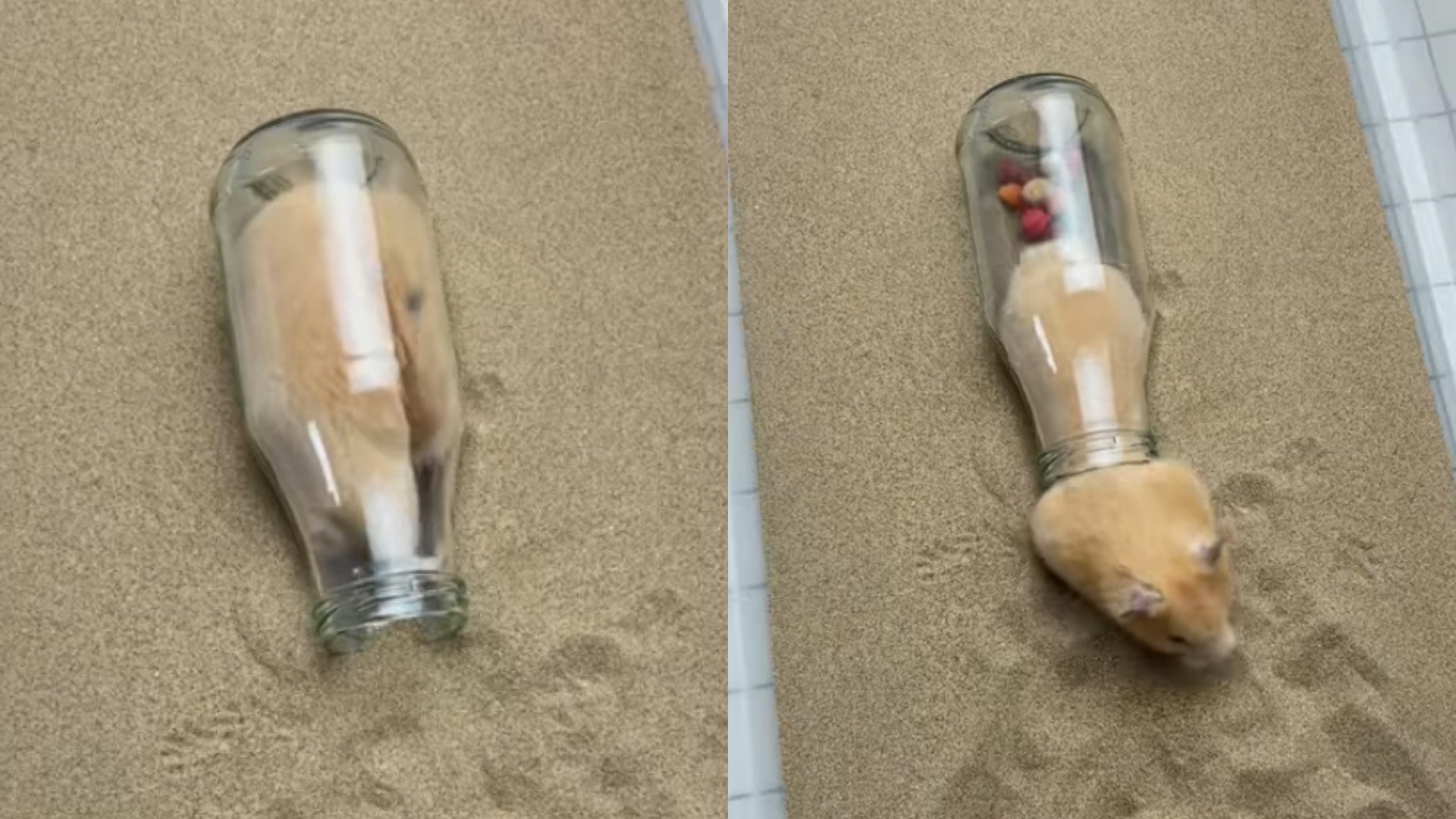虐待倉鼠｜台網瘋傳24秒涉嫌虐畜影片　睇落好搞笑倉鼠卻隨時冇命