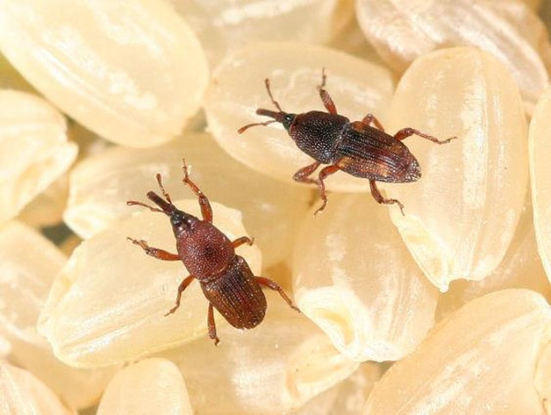 Sitophilus oryzae 米象鼻蟲俗稱米蟲、米象