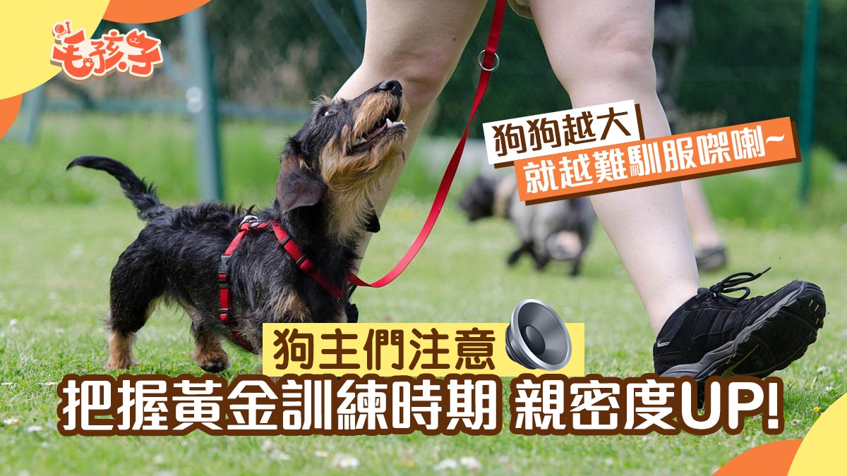 什麼時候訓練狗狗最好？　原來這個階段最適合還能培養人狗間感情