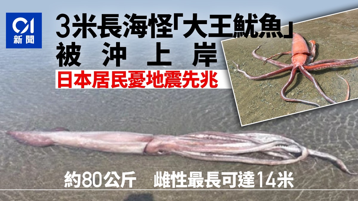 日本海灘驚見3米長深海「大王魷魚」 居民憂是地震先兆 日本海灘驚見3米長深海「大王魷魚」 居民憂是地震先兆