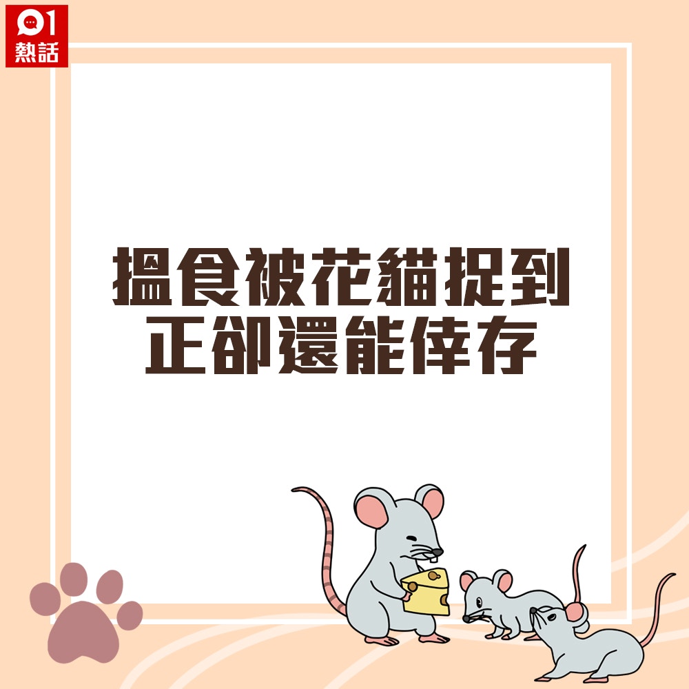 搵食被花貓提到正卻還能倖存（香港01製圖）