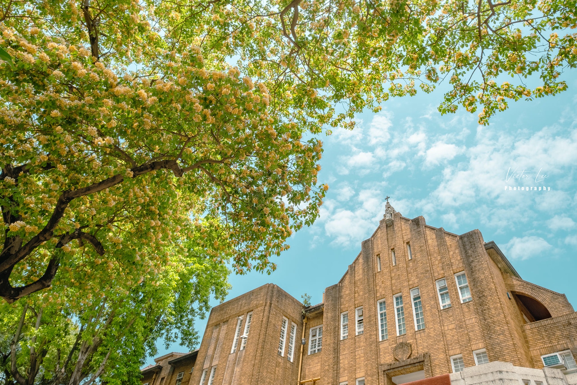 太子魚木樹盛放 全港最壯觀賞花步道黃白花海 歐陸風教堂背景 太子魚木樹盛放 全港最壯觀賞花步道黃白花海 歐陸風教堂背景