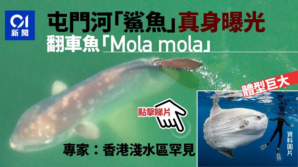 動物冷知識 原來 摸這裏 可催眠鯊魚被袋鼠狂毆時要這樣求饒