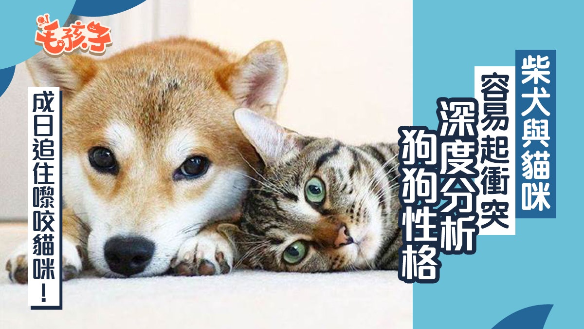 柴犬為什麼會追咬家裏的貓咪 除個性問題外還可能與這天性有關 柴犬為什麼會追咬家裏的貓咪 除個性問題外還可能與這天性有關