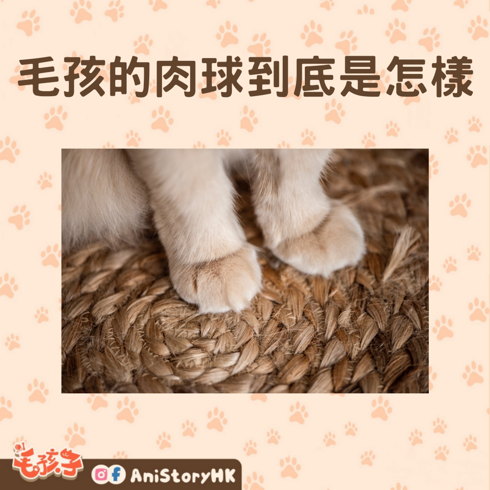 毛孩的肉球(01製圖,圖: Erda Estremera/unsplash) 毛孩的肉球(01製圖,圖: Erda Estremera/unsplash)