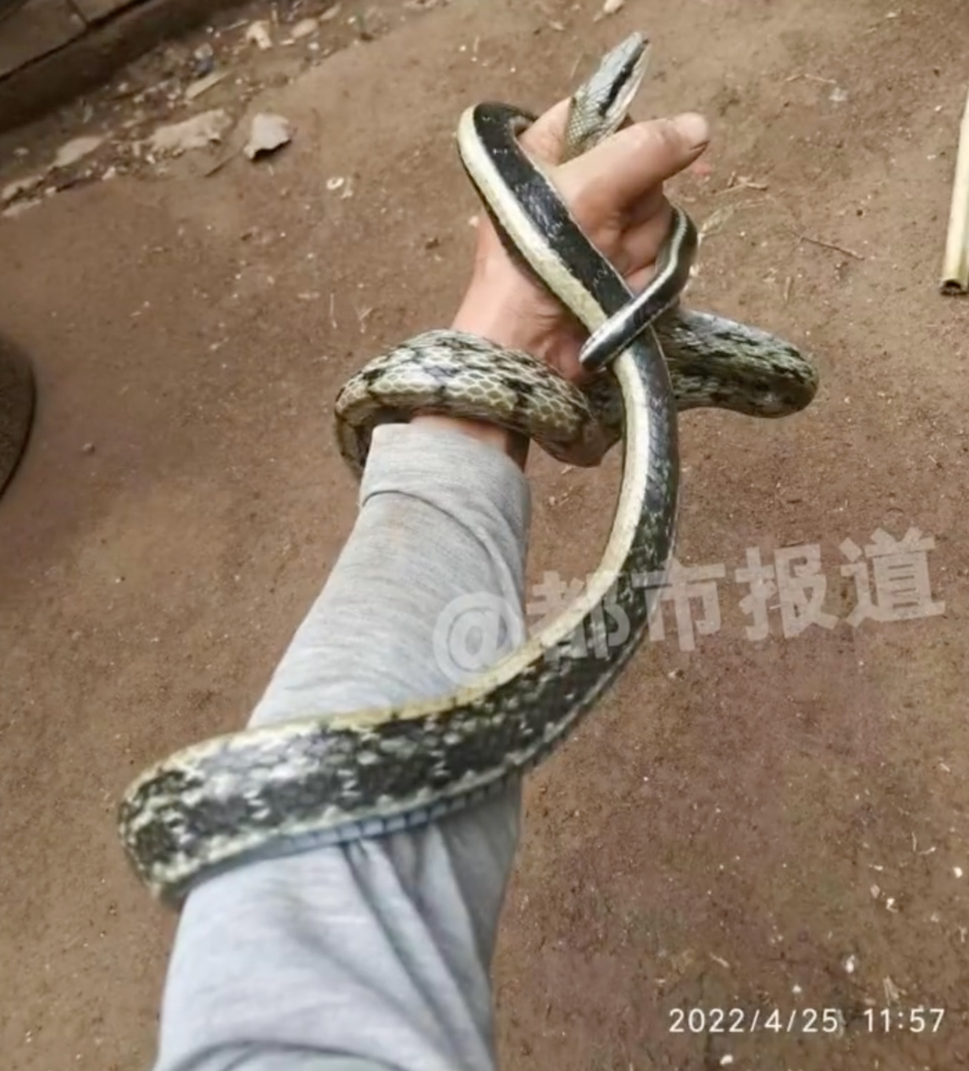 村民指出捉到的蛇身長約一米七。(都市快報) 村民指出捉到的蛇身長約一米七。(都市快報)