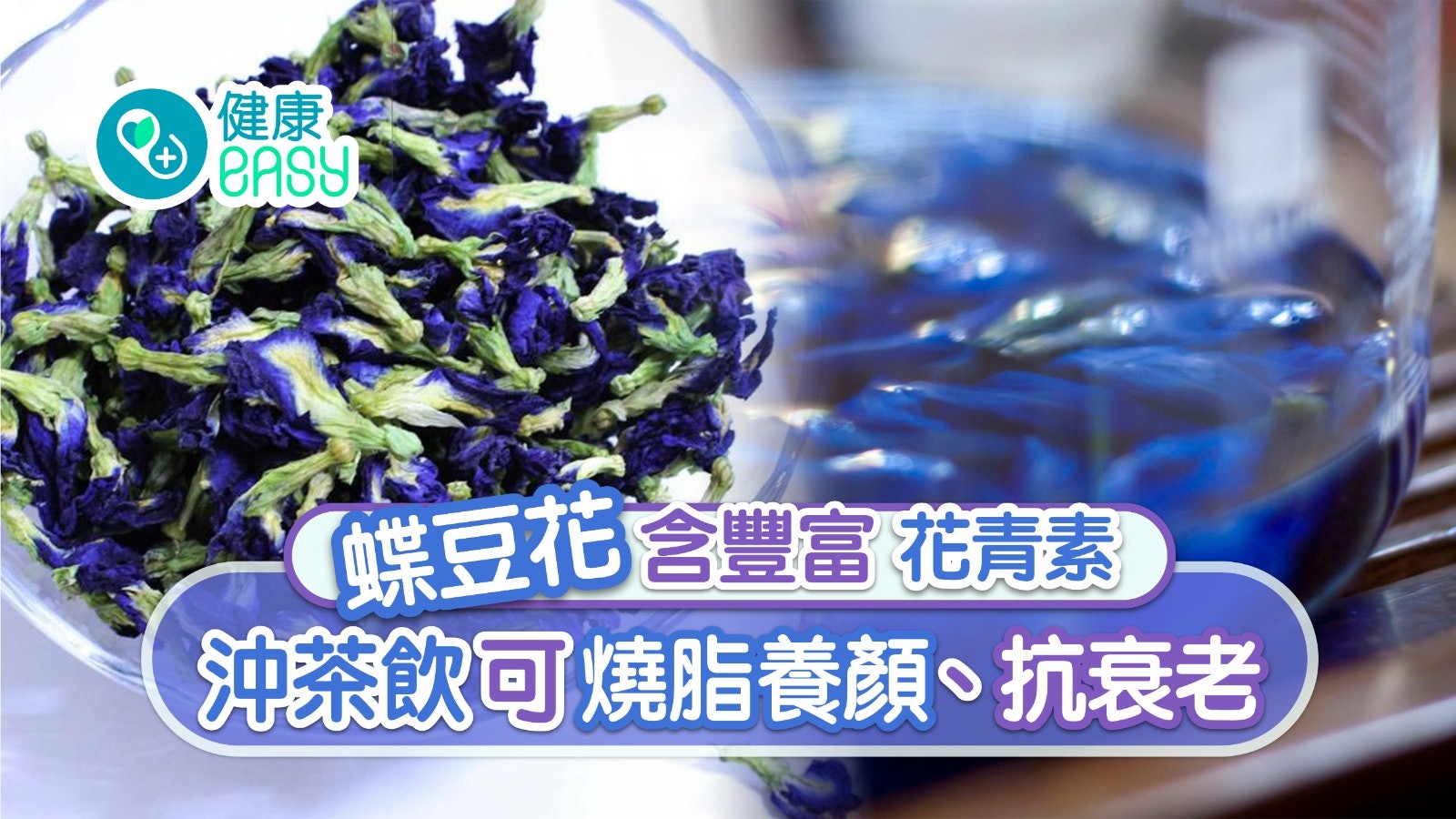 蝶豆花茶 降血壓養顏抗老加檸檬變紫燒脂4類人忌飲滾水唔沖得 蝶豆花茶 降血壓養顏抗老加檸檬變紫燒脂4類人忌飲滾水唔沖得
